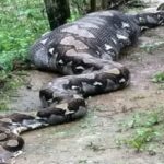 Rencontre sensationnelle: un serpent géant immobilisé découvert après s’être nourri de deux chèvres (vidéo) – Dernières nouvelles