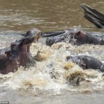 ¡Hipopótamo enojado! Dos bestias cierran sus fauces y luchan en un río de Kenia por una pareja que emociona a los espectadores