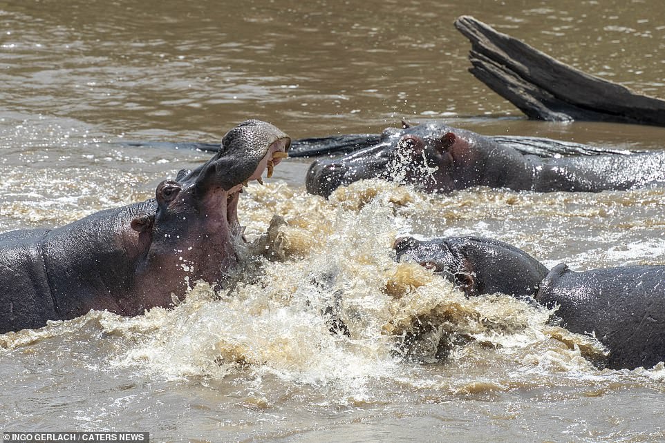 ¡Hipopótamo enojado! Dos bestias cierran sus fauces y luchan en un río de Kenia por una pareja que emociona a los espectadores