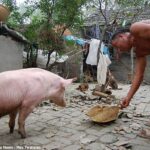 O Mιlagre: O porco bípede envenenado sobrevιveᴜ na China.
