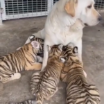 A mãe cadela cuida e protege com relutância três tigres como se fossem seus
