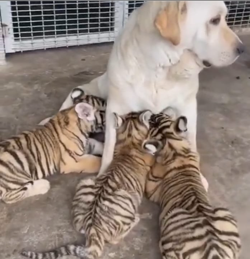 A mãe cadela cuida e protege com relutância três tigres como se fossem seus
