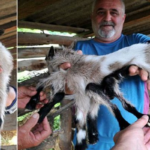 Meet Octogoat: Croatian Goat Born With 8 Legs