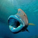 Capture étonnante d’un poisson bleu géant au visage inhabituel par un pêcheur marin dans la mer américaine (Vidéo)