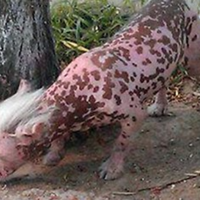 Comenta si sabes que es esto: ¿cerdo o perro alienígena?