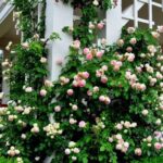 30 hermosɑs ideas de jardines de rosas pɑra tu jardín