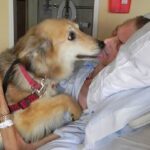 O último desejo do homem de beijar e se despedir do amado cão deixa parentes emocionados(video)