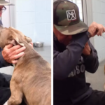 Após 200 dias perdido, o cão finalmente foi devolvido ao seu dono. Outra missão de resgate bem-sucedida