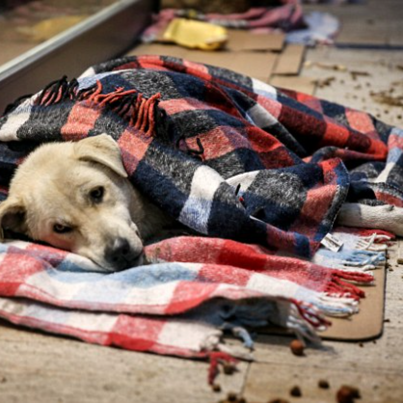 Geste réconfortant du propriétaire de la boutique : Offrir de la chaleur aux chiens sans abri