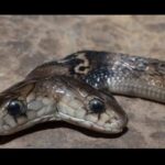 Un serpent mutant à deux têtes extrêmement rare a été découvert dans un mystérieux village de Chine (VIDEO)