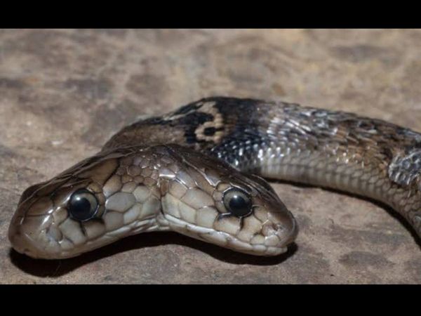 Un serpent mutant à deux têtes extrêmement rare a été découvert dans un mystérieux village de Chine (VIDEO)