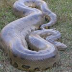 Le plus grand anaconda jamais attrapé de plus de 30 pieds de long et les habitants d’Amazon horrifiés (vιdéo)
