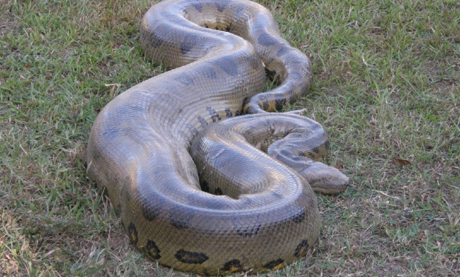 Le plus grand anaconda jamais attrapé de plus de 30 pieds de long et les habitants d’Amazon horrifiés (vιdéo)