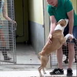 Le saut de joie de Shelter Dog après une adoption tant attendue