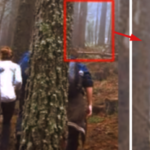 El grupo de turistas claramente tomó una foto del alienígena gris gigante en el bosque