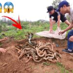 Imágenes alucinantes: encuentro intrépido con una guarida de serpientes gigantes que sostiene 100 serpientes dragón (VIDEO)