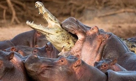 O feroz hipopótamo esmaga a cabeça do leão que ousa invadir seu território