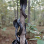 Cobras trouvés enroulés autour d’un tronc d’arbre après la libération de la forêt