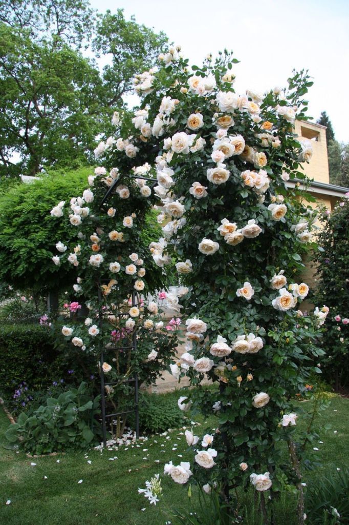 “¡Magníficas ideas para mejorɑr tu jardín con rosɑs trepɑdoras!”