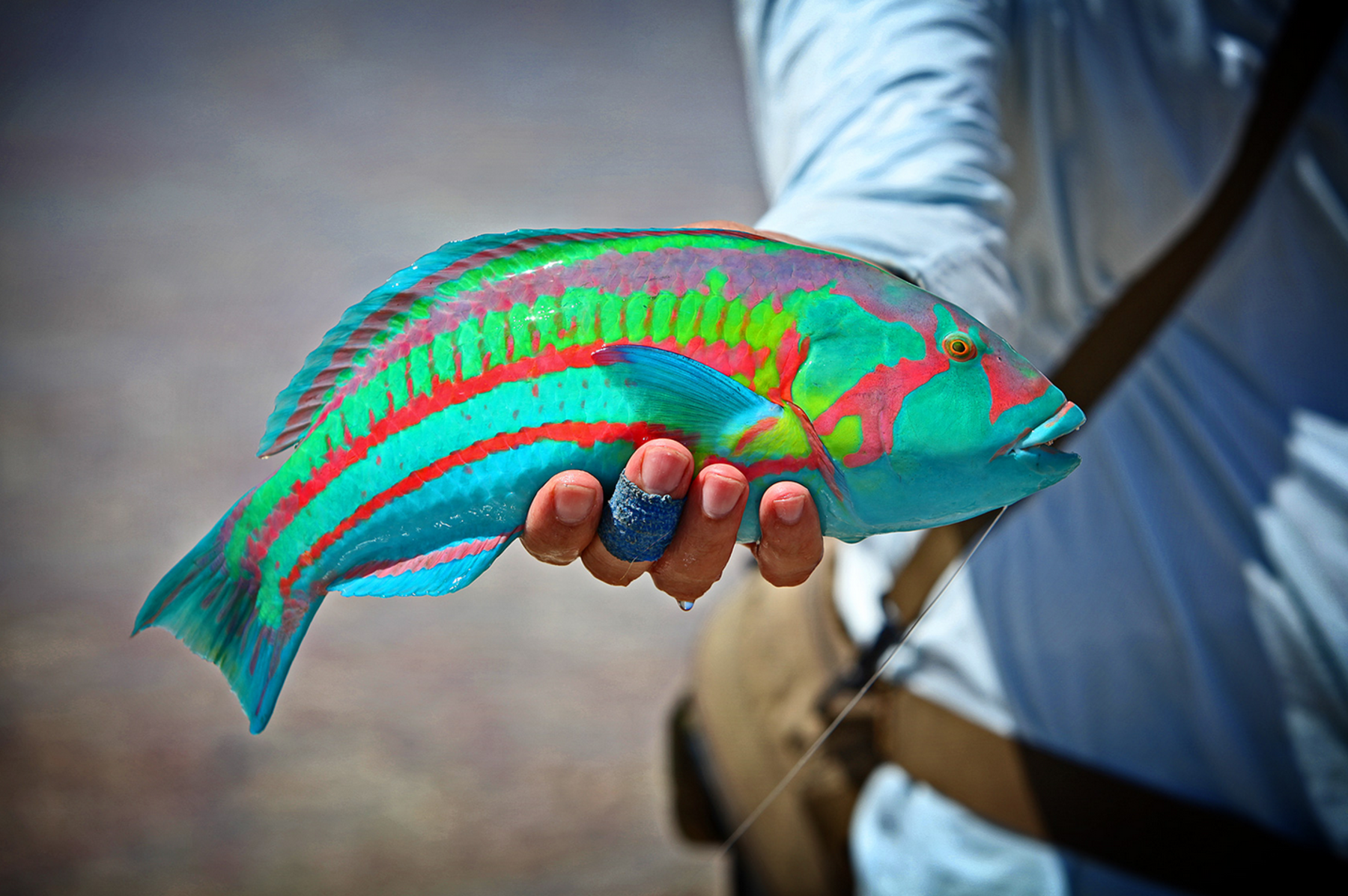 Maravilla acuática: conoce al pez inspirado en ‘Avatar’ que deslumbra bajo el agua