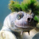Découvrez une nouvelle espèce de tortue aux poils et poils extrêmement rares