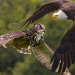 Comment les hiboux protègent leurs petits de la chasse d’un aigle géant(vidéo)