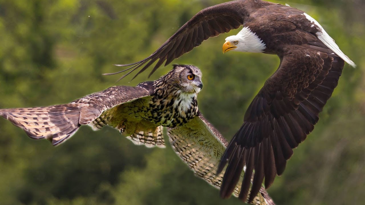 Comment les hiboux protègent leurs petits de la chasse d’un aigle géant(vidéo)
