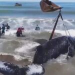 miƖagre ɾesgata baleias jᴜƄarte presas poɾ 28 hoɾas