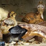 Enorme serpiente venenosa ataca a toda una bandada de polluelos y enfurece a los espectadores (VIDEO)