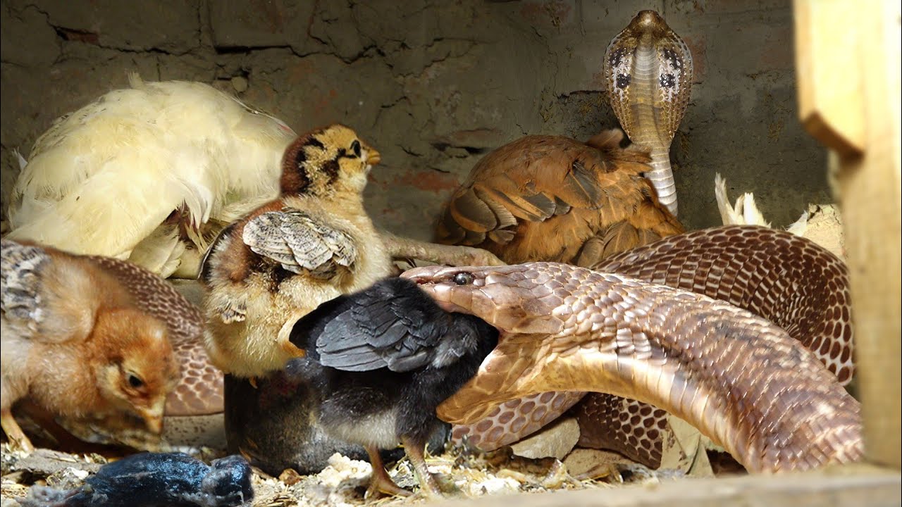Enorme serpiente venenosa ataca a toda una bandada de polluelos y enfurece a los espectadores (VIDEO)