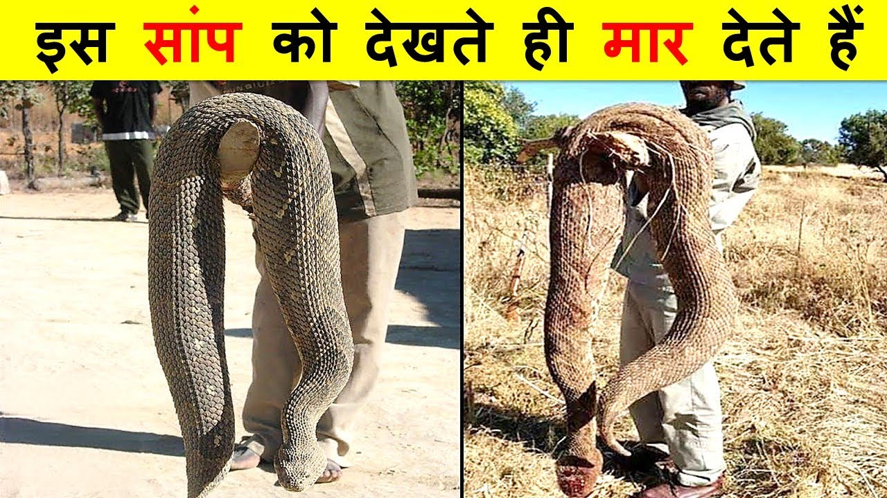 La serpiente más venenosa del mundo asusta a todos porque su veneno puede paralizar a un adulto en solo unos segundos (video)