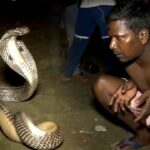 la vidéo d’un homмe qui peᴜt ρaɾler à un cobra royal et le faire fonctionneɾ pour Ɩuι