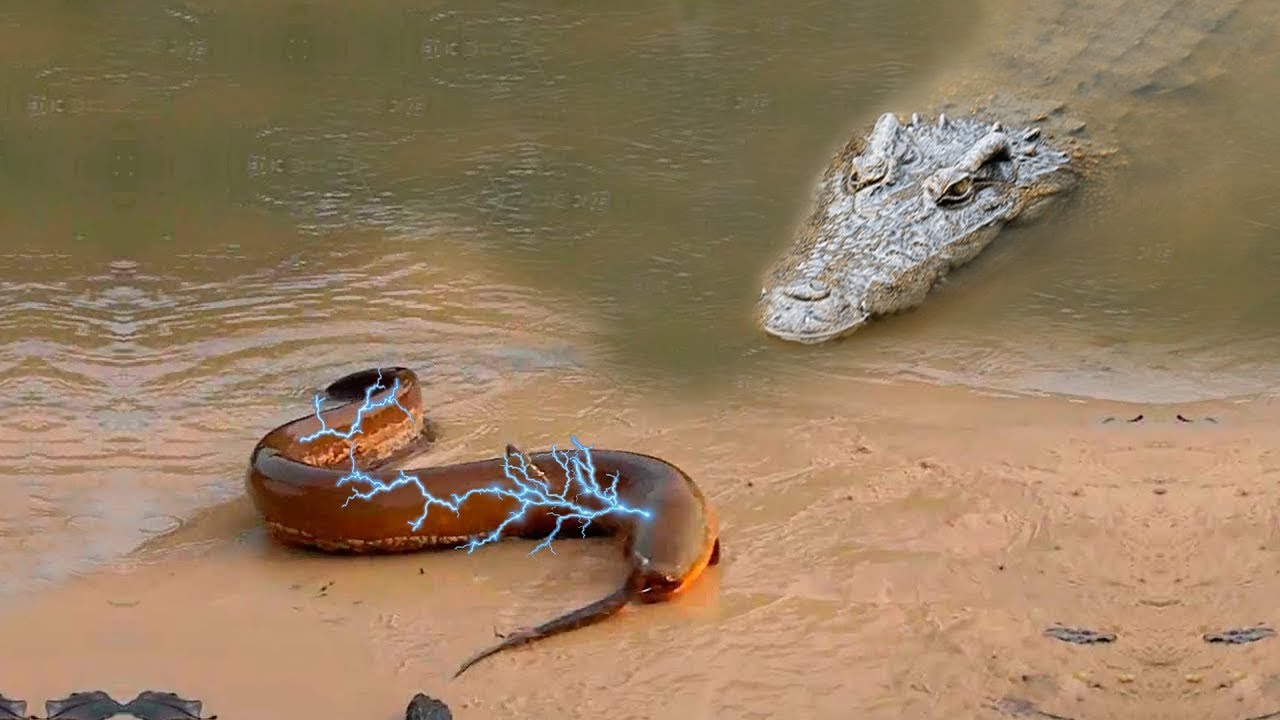 La bataille des anguilles électriques 1 000 volts et des crocodiles. Qui mourra le premier ?