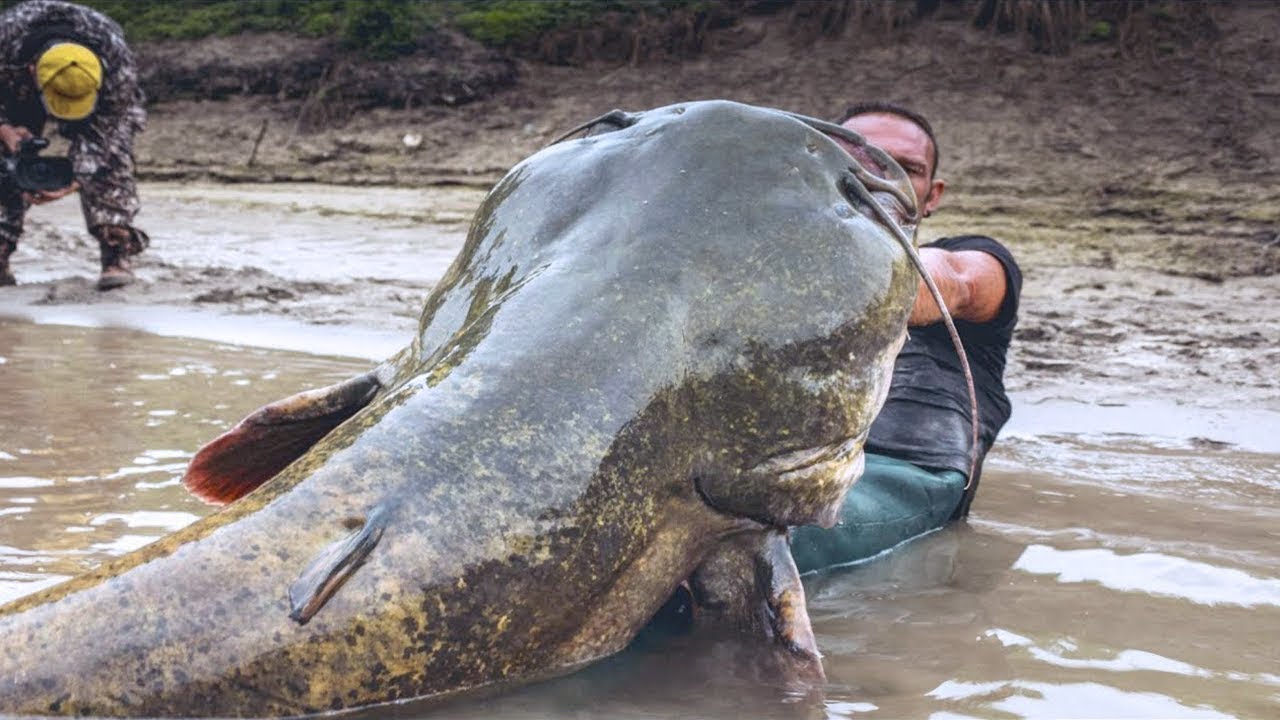 L’homme a eu la chance d’attraper un poisson géant de la rivière, mais le prix était assez élevé (Vidéo)