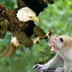 Macaco rouba um ovo de águia e encontra um final amargo