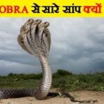 Video narra el raro avistamiento de una cobra real de cinco cabezas