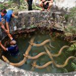La aterradora historia del esfuerzo de supervivencia de un hombre en “Atrapado en un pozo de serpientes” (video)