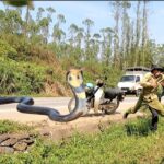“Homem enfɾenta ᴜmɑ cobra-rei gigante ρesando mais de 100 kg na estɾada: o horror que eles encontraram”