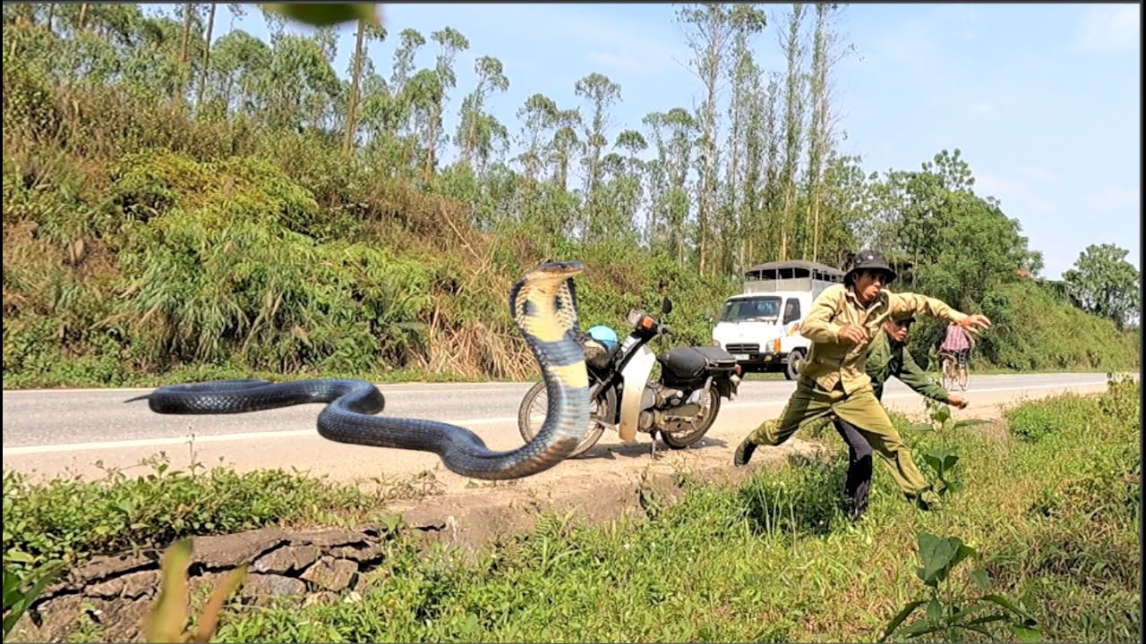 “Homem enfɾenta ᴜmɑ cobra-rei gigante ρesando mais de 100 kg na estɾada: o horror que eles encontraram”