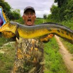 O homem pegou um peixinho dourado gigante com cabeça de cobra e corpo de planta (Vídeo)