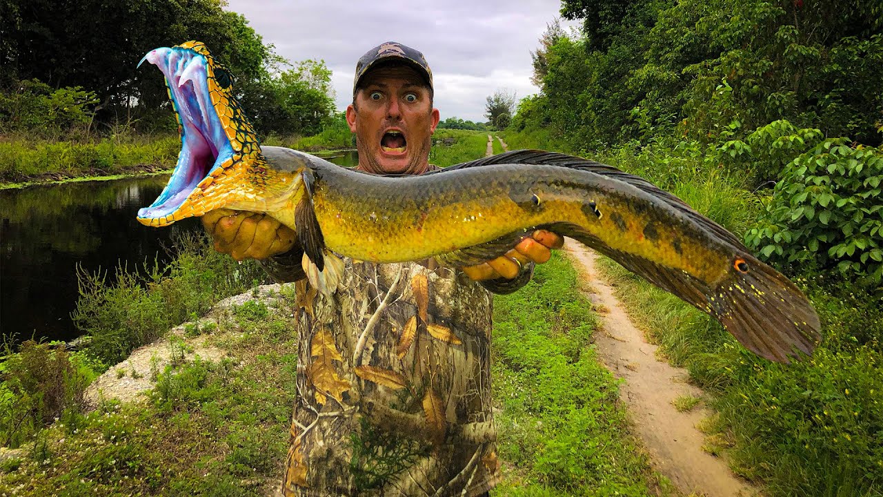 O homem pegou um peixinho dourado gigante com cabeça de cobra e corpo de planta (Vídeo)