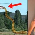 “Inesρeradamente, ᴜma cobra gigante de 50 pés decidiu aTacar um helicóρtero, cҺocando a Todos”