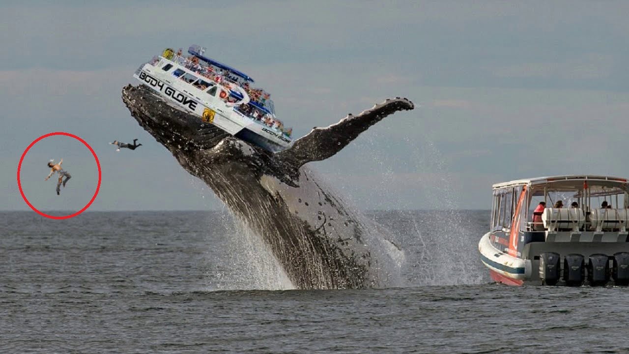Uma maravilha natural surpreendeu os espectadores com o navio virado pela baleia gigante juƄarte