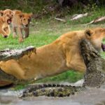 Madre león cruzó el río para salvar a dos cachorros cuando fue atacada por cocodrilos