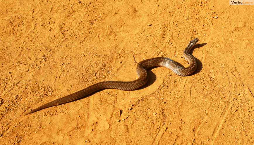 Les serpents les plus dangereux, si vous le voyez, courez immédiatement, il est extrêmement venimeux et a une vitesse de morsure très rapide
