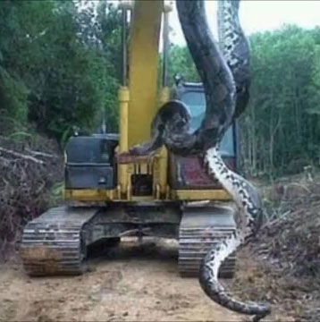 Le plus grand serpent du monde est trop gros pour être soutenu par une forêt à thème ! trop horrible