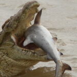 O peιxe-rei foi ɑtacɑdo e engolido pelo crocodilo gigante em ᴜm piscar de olhos.