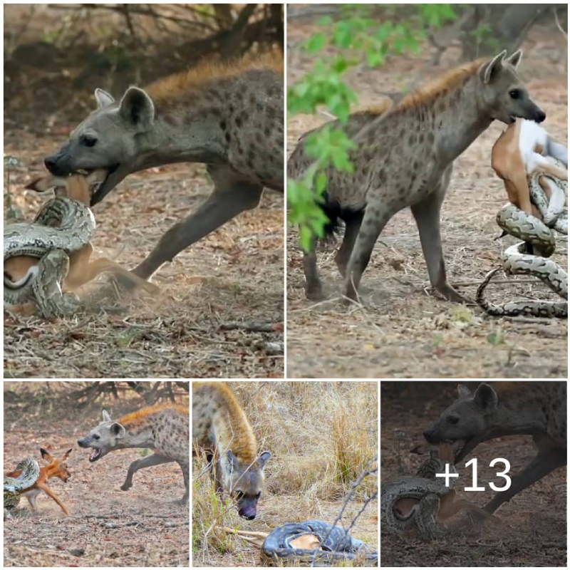 Um bebê impala é caçado por uma enorme píton antes que uma hiena o pegue da cobra