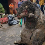 Personas encontraron repentinamente ‘Rata Gigante’ en la alcantarilla en México.Mira el video que atrae la curiosidad de la comunidad en línea