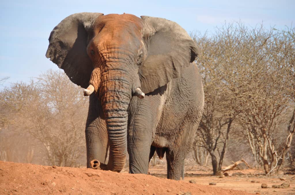 “EsTranho dos elefantes com longos arcos nasaιs e dentes afiados (detalҺes abaιxo)”